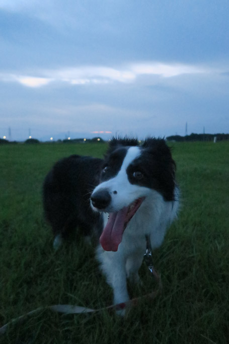 f:id:border-pichi:20190901002534j:plain