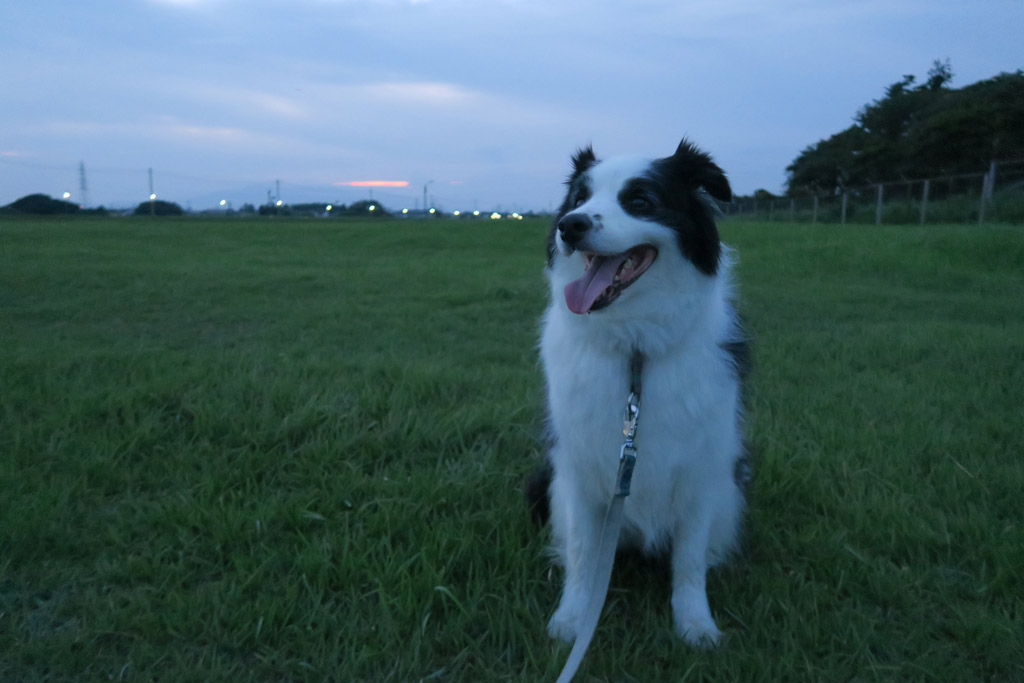 f:id:border-pichi:20190901002725j:plain
