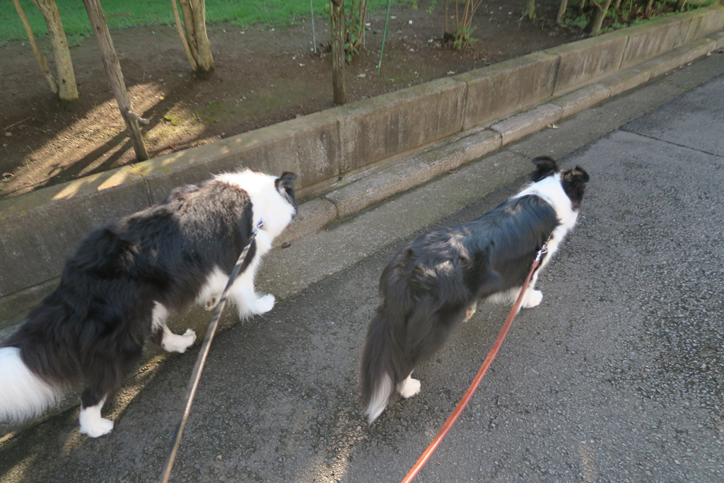 f:id:border-pichi:20190901003046j:plain