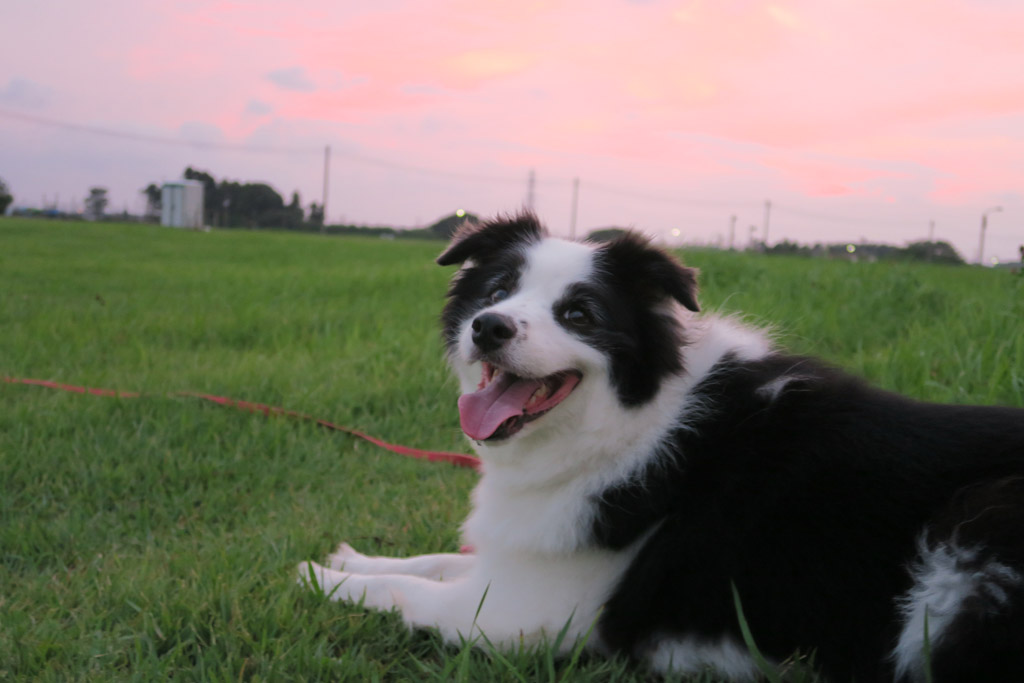 f:id:border-pichi:20190904225933j:plain