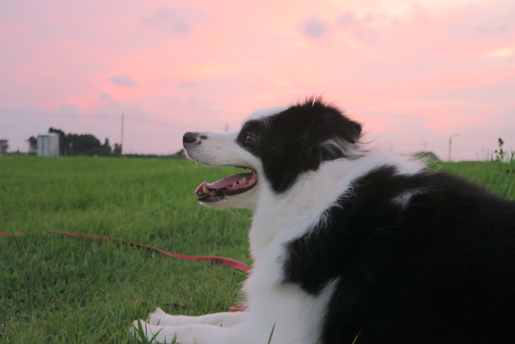 f:id:border-pichi:20190904225959j:plain