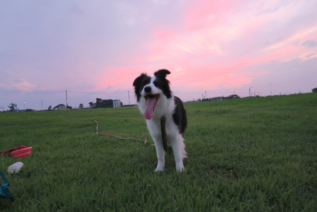 f:id:border-pichi:20190904230031j:plain