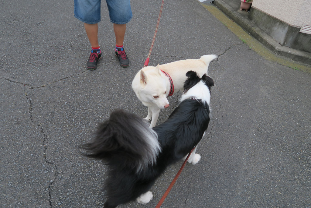 f:id:border-pichi:20190907232709j:plain