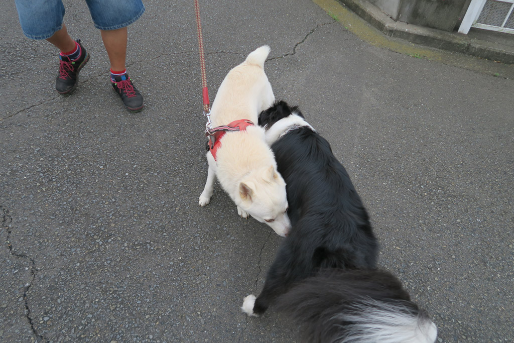 f:id:border-pichi:20190907232737j:plain