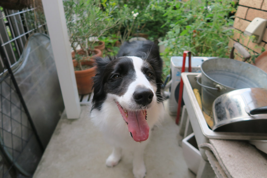 f:id:border-pichi:20190907233200j:plain