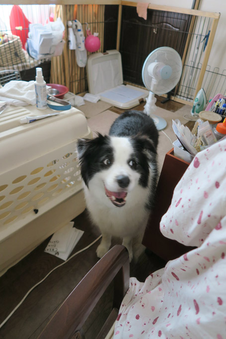 f:id:border-pichi:20190907234020j:plain
