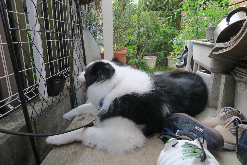 f:id:border-pichi:20190907235354j:plain