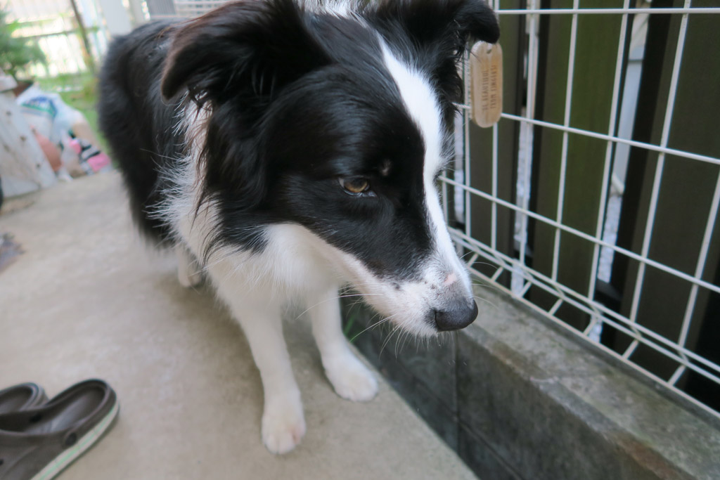 f:id:border-pichi:20190907235417j:plain
