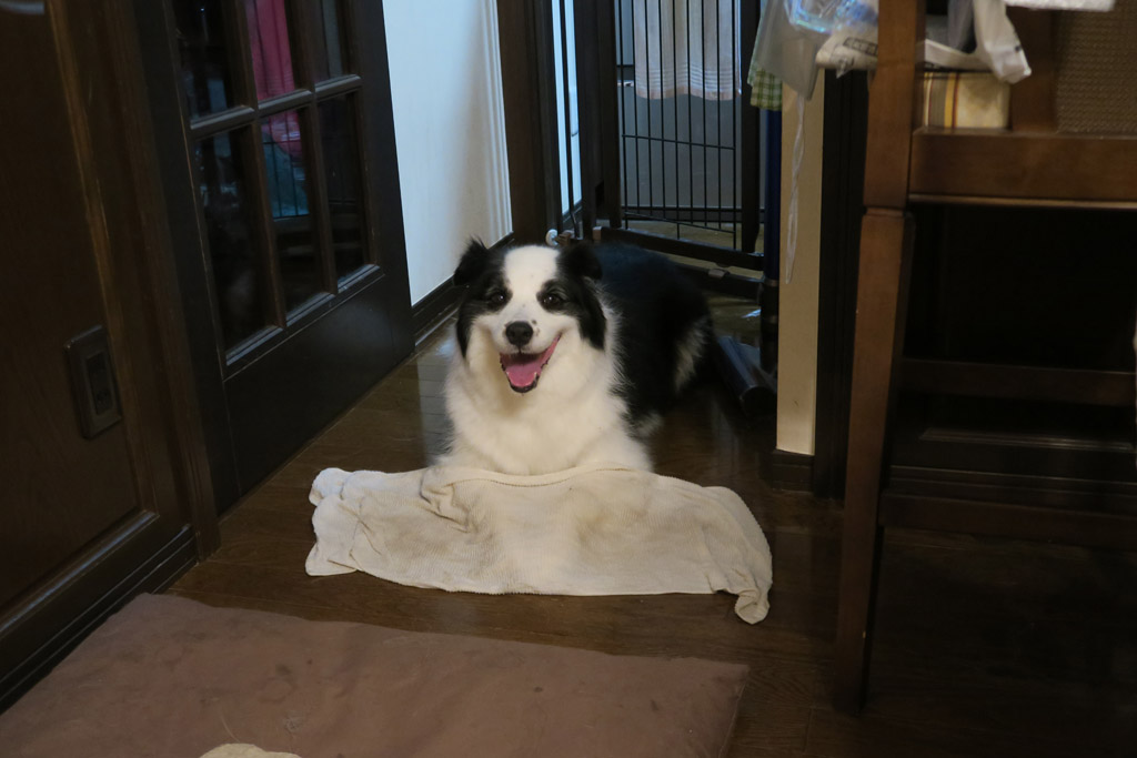 f:id:border-pichi:20190907235850j:plain f:id:border-pichi:20190907235850j:plain