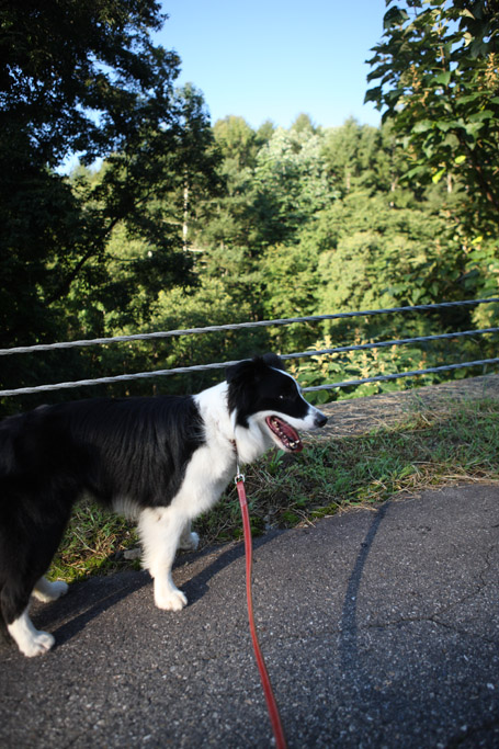 f:id:border-pichi:20190916120901j:plain