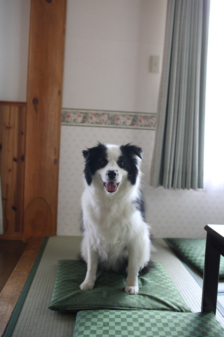 f:id:border-pichi:20190916121431j:plain