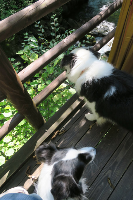 f:id:border-pichi:20190918201607j:plain