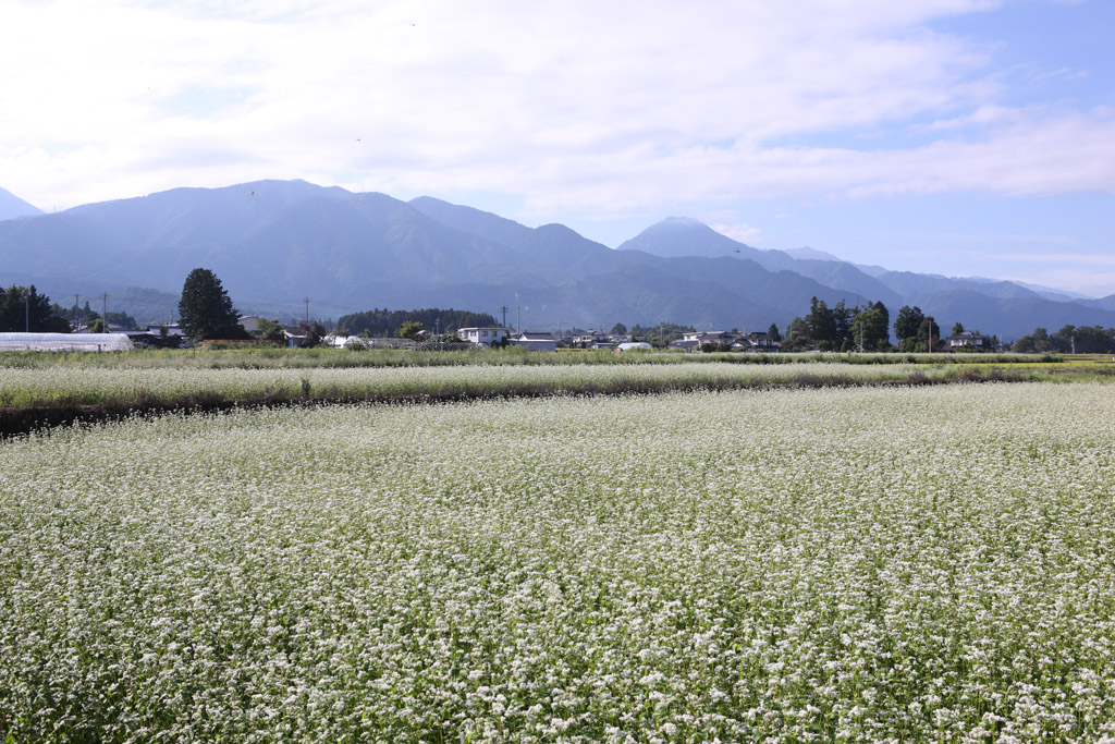 f:id:border-pichi:20190922002843j:plain