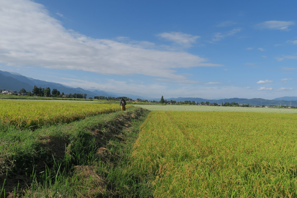 f:id:border-pichi:20190922003544j:plain
