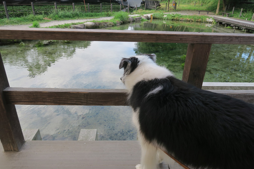 f:id:border-pichi:20190922005540j:plain