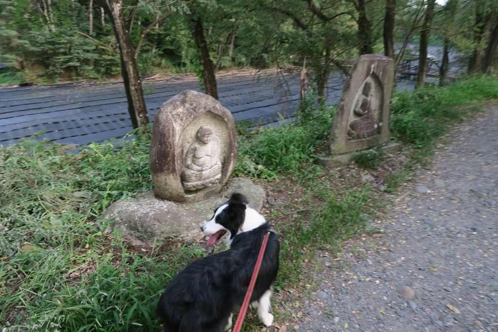 f:id:border-pichi:20190922010009j:plain