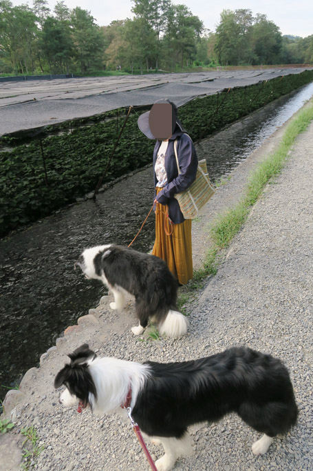 f:id:border-pichi:20190922010124j:plain