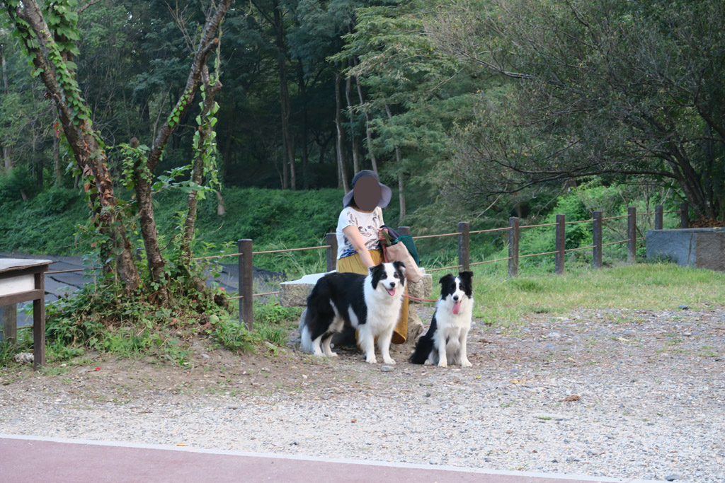 f:id:border-pichi:20190922010310j:plain