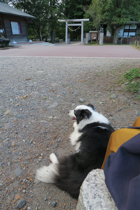f:id:border-pichi:20190922010623j:plain