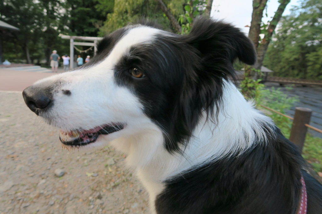 f:id:border-pichi:20190922010728j:plain