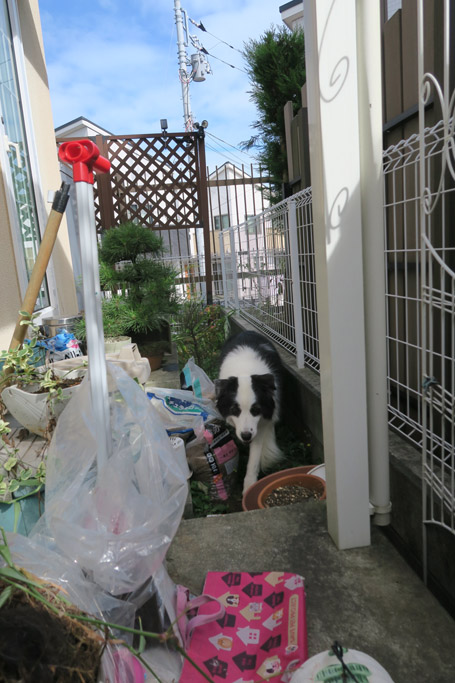 f:id:border-pichi:20190923000803j:plain