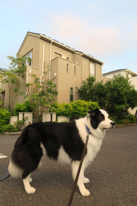 f:id:border-pichi:20190923001333j:plain