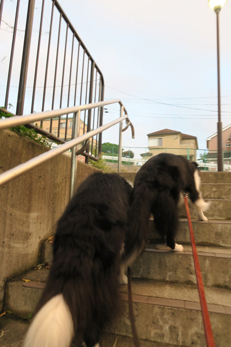 f:id:border-pichi:20190923001447j:plain