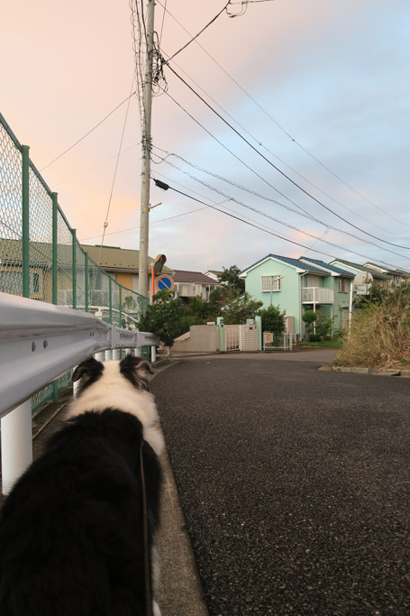 f:id:border-pichi:20190923001710j:plain