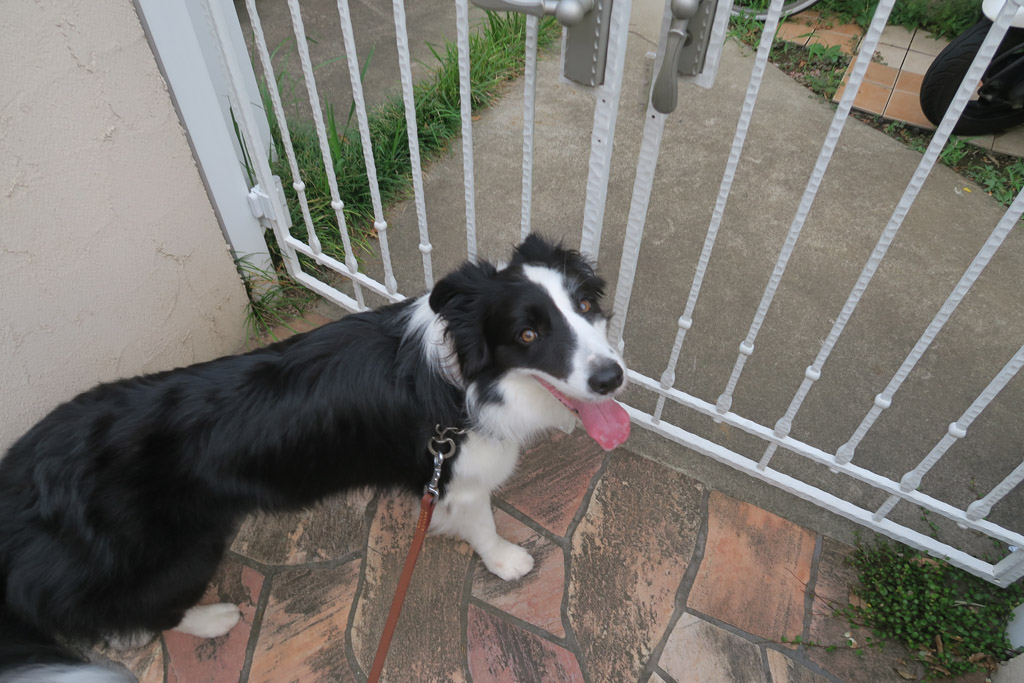 f:id:border-pichi:20190923001851j:plain