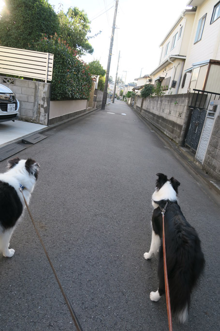 f:id:border-pichi:20190924233856j:plain