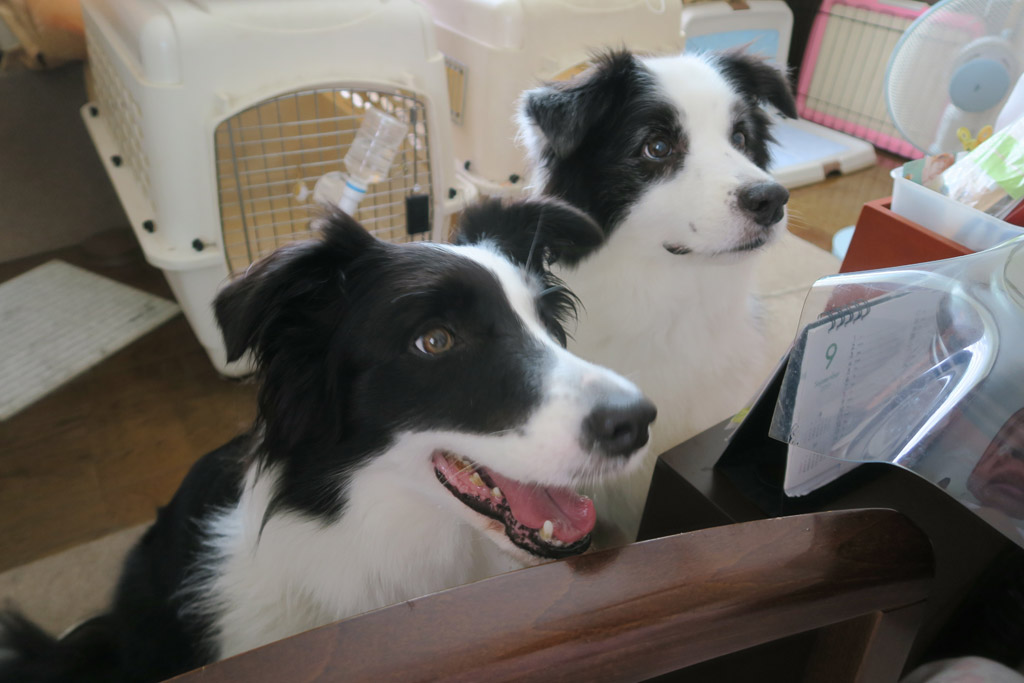 f:id:border-pichi:20190930235229j:plain