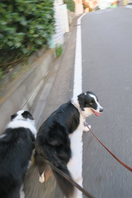 f:id:border-pichi:20191117075148j:plain