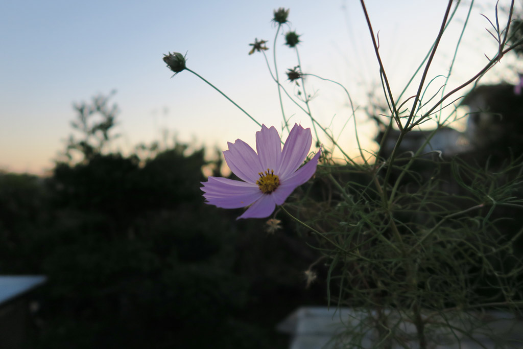 f:id:border-pichi:20191117075530j:plain