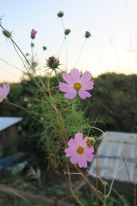 f:id:border-pichi:20191117075554j:plain