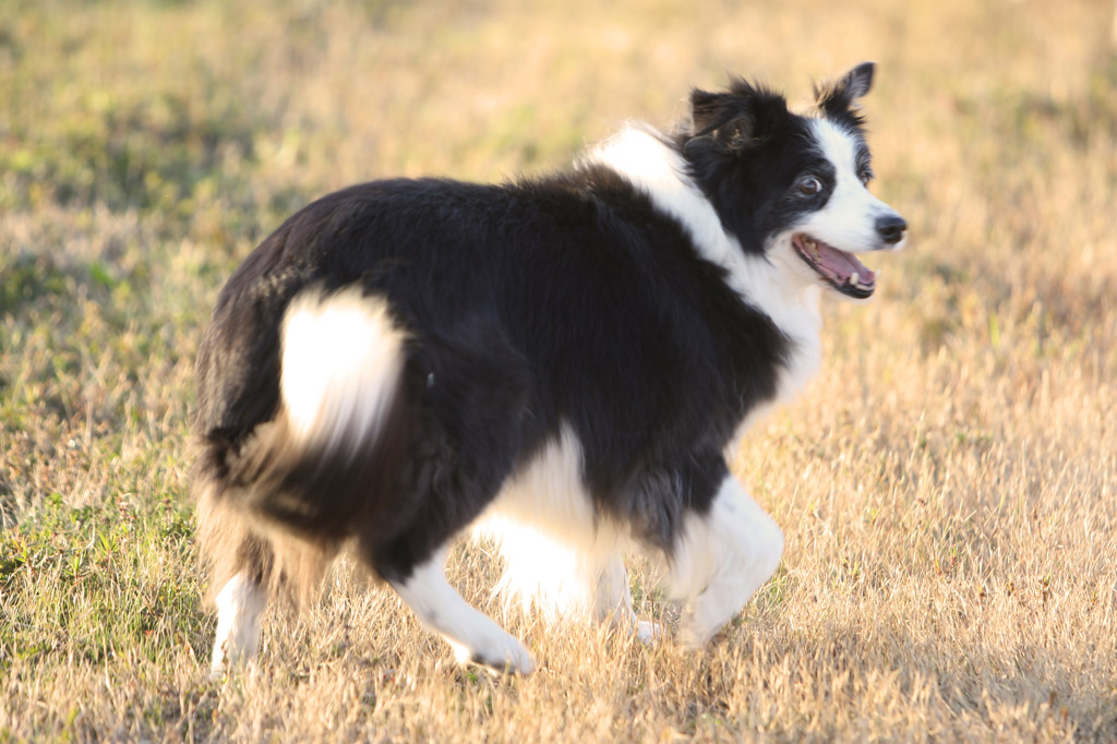 f:id:border-pichi:20191124112120j:plain