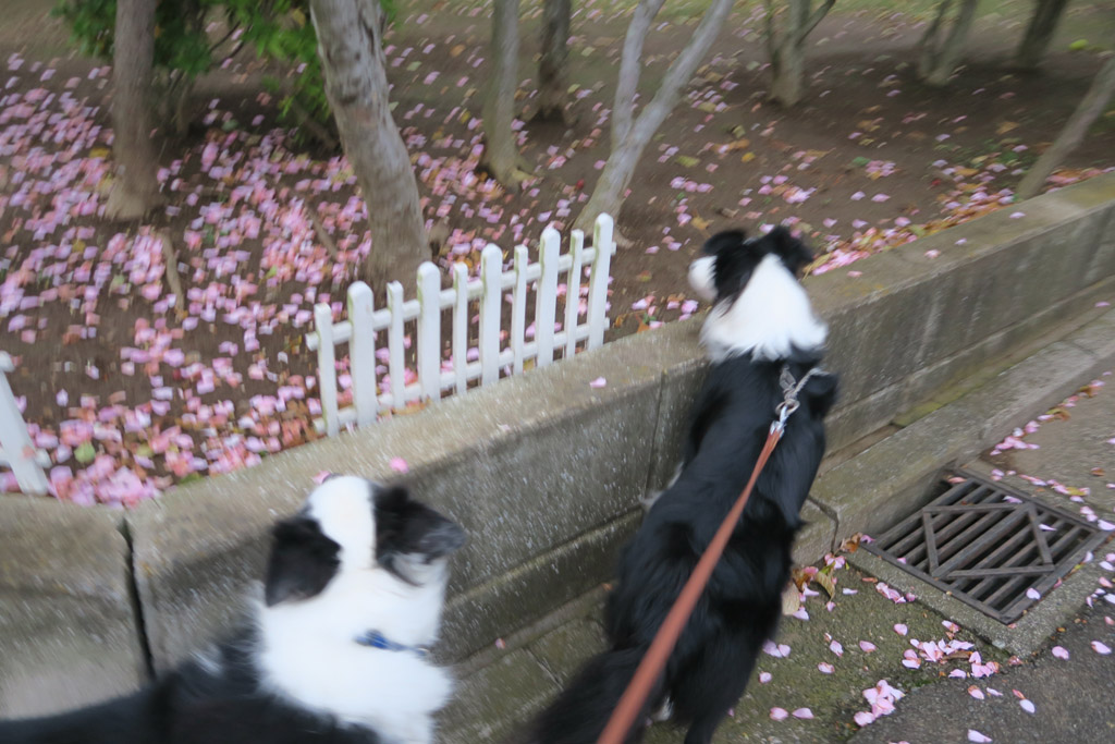 f:id:border-pichi:20191130234655j:plain