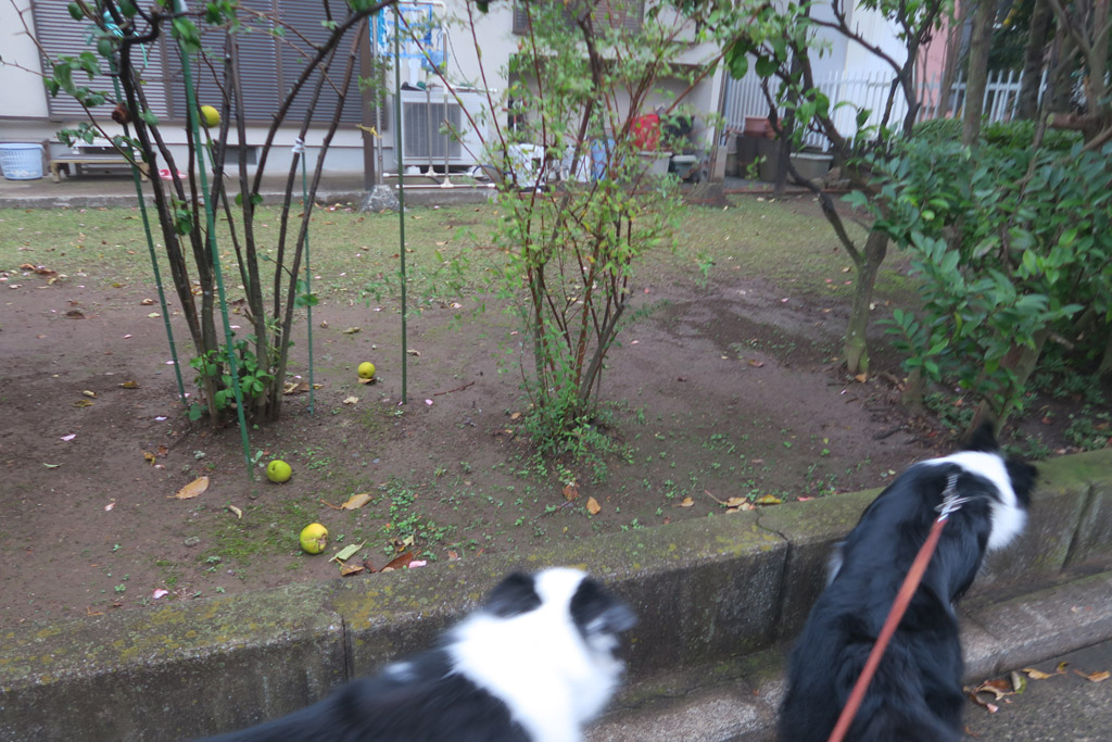 f:id:border-pichi:20191130234809j:plain