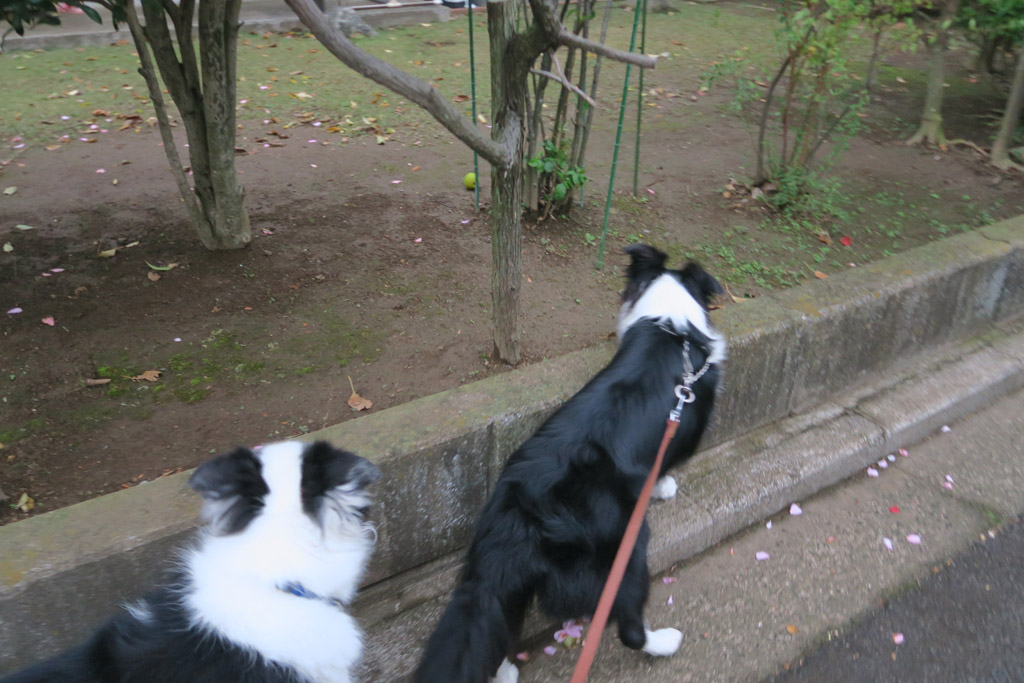 f:id:border-pichi:20191130234934j:plain