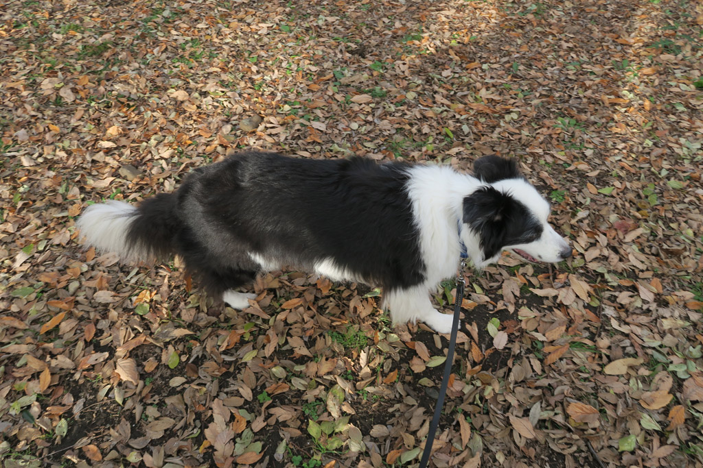 f:id:border-pichi:20191221113750j:plain f:id:border-pichi:20191221113750j:plain