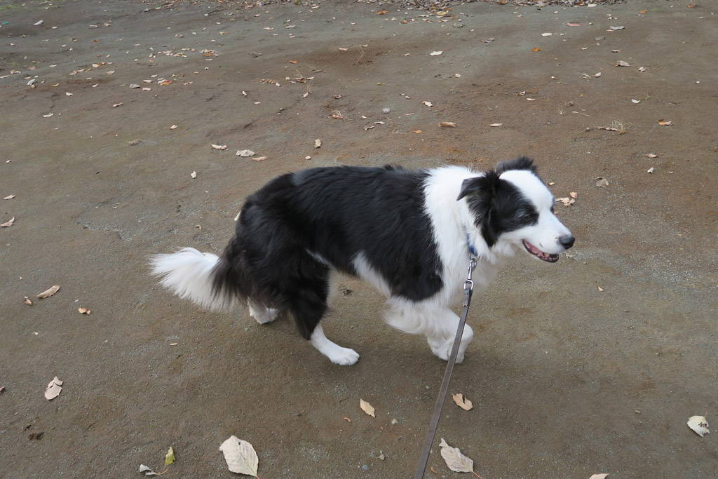 f:id:border-pichi:20191221114313j:plain f:id:border-pichi:20191221114313j:plain