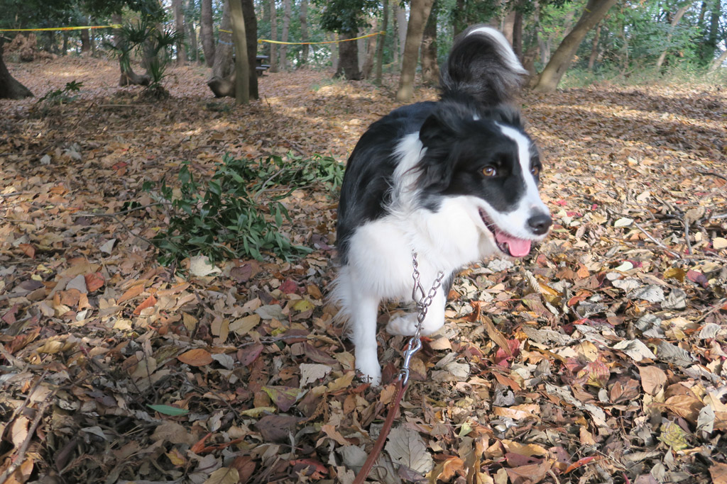 f:id:border-pichi:20191221114721j:plain f:id:border-pichi:20191221114721j:plain