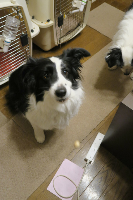 f:id:border-pichi:20200203233236j:plain