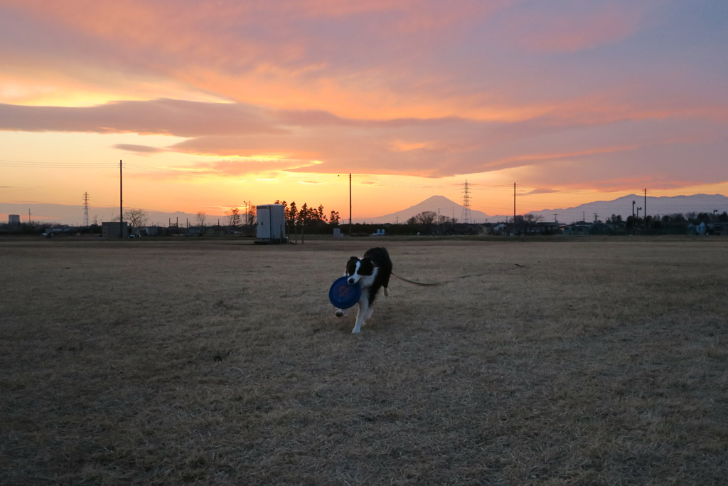 f:id:border-pichi:20200216183110j:plain