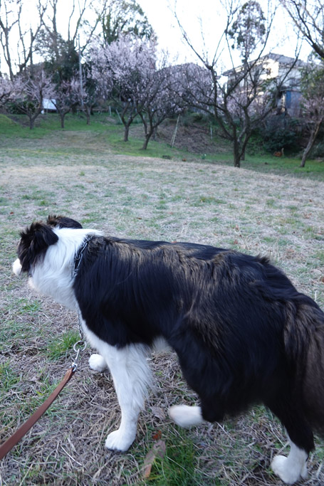 f:id:border-pichi:20200224074451j:plain