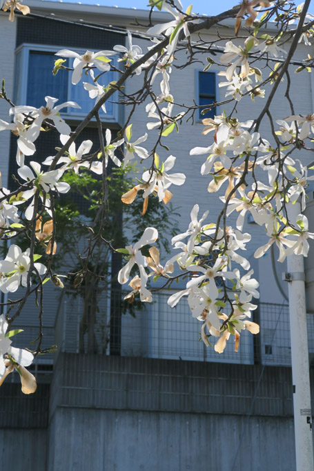 f:id:border-pichi:20200322000238j:plain f:id:border-pichi:20200322000238j:plain