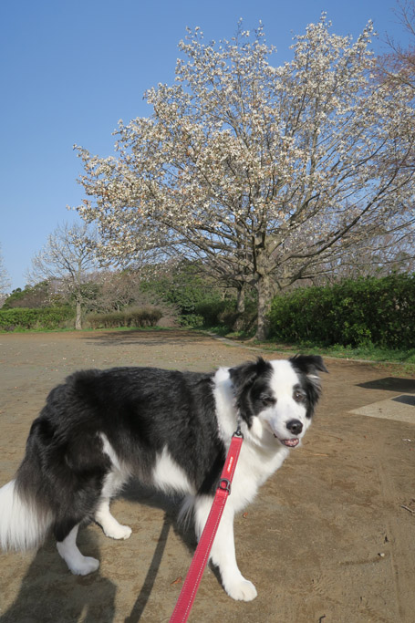 f:id:border-pichi:20200322003413j:plain