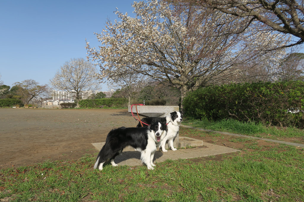f:id:border-pichi:20200322003452j:plain