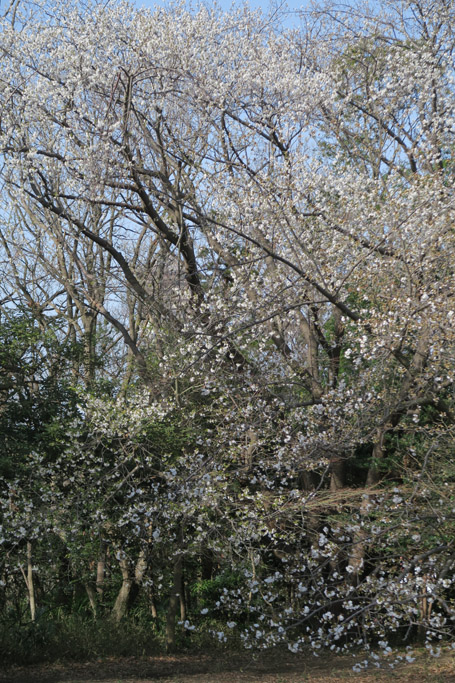 f:id:border-pichi:20200322003937j:plain