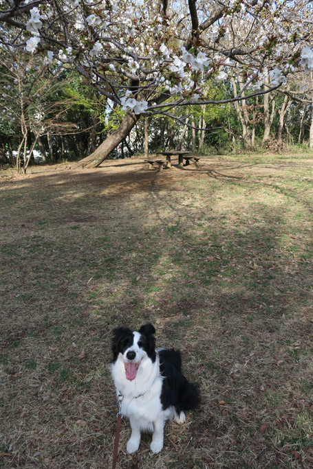 f:id:border-pichi:20200322004025j:plain
