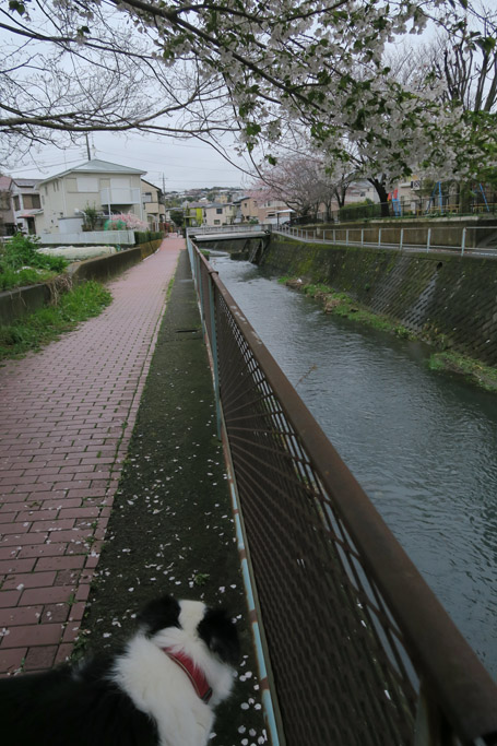 f:id:border-pichi:20200329202556j:plain